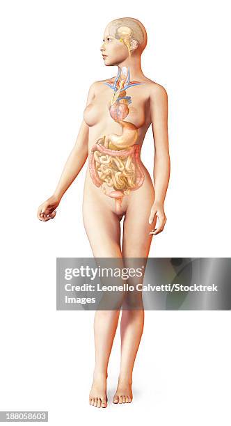 illustrazioni stock, clip art, cartoni animati e icone di tendenza di human female body with full endocrine system superimposed. - diencephalon