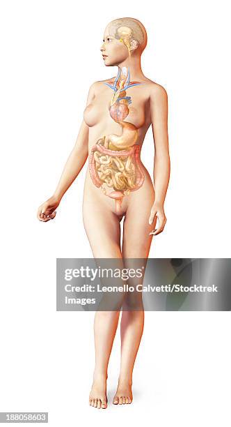 bildbanksillustrationer, clip art samt tecknat material och ikoner med human female body with full endocrine system superimposed. - äggledare