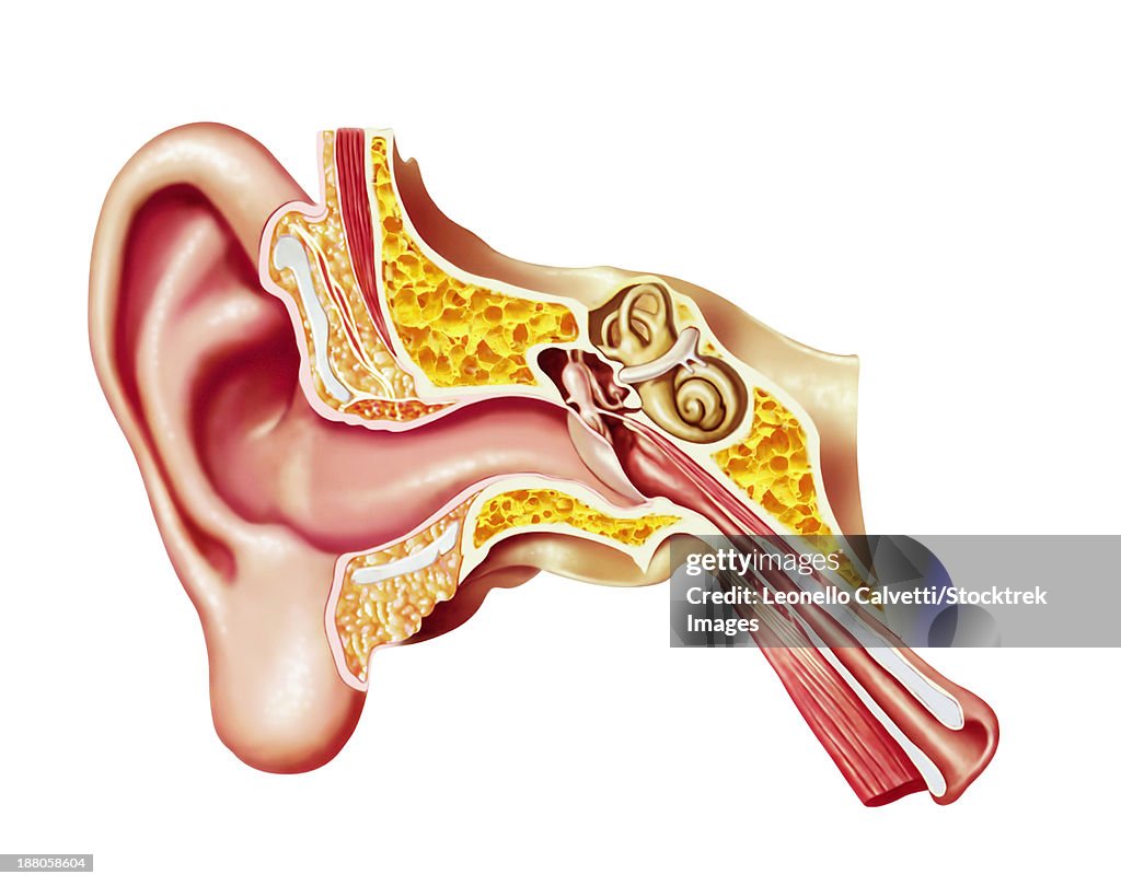 Cutaway diagram of human ear.