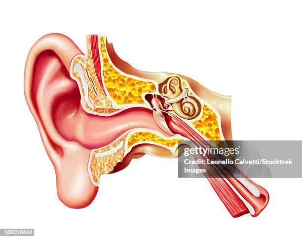 cutaway diagram of human ear. - cochlea stock illustrations