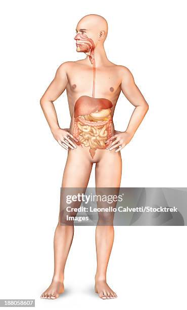 human male body standing, with full digestive system superimposed. - sigmoid colon stock illustrations