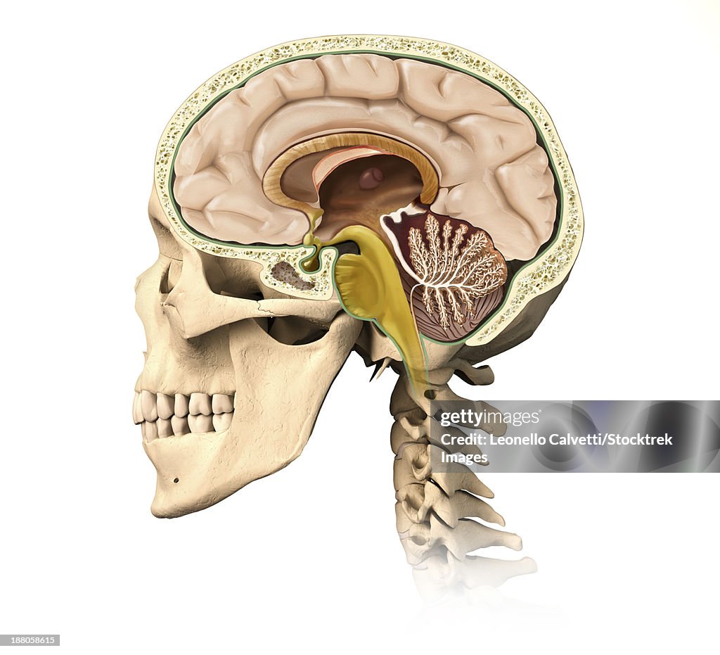 Cutaway view of human skull showing brain details, side view.
