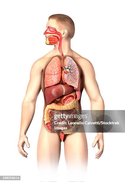 anatomy of male respiratory and digestive systems, cutaway view. - nasal passage stock illustrations