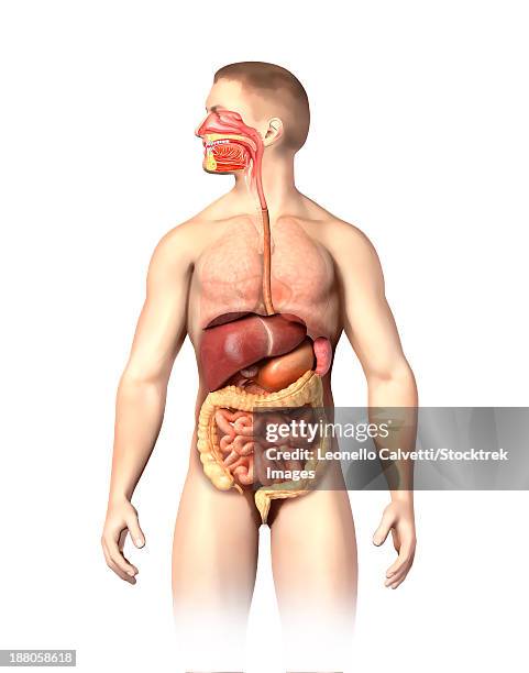 anatomy of male digestive system, including the mouth, cutaway view. other internal organs are visible in half tones. - appendix stock illustrations