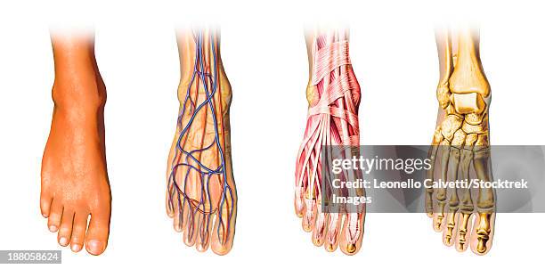 human foot anatomy showing skin, veins, arteries, muscles, and bones, cutaway view. - foot bone stock illustrations