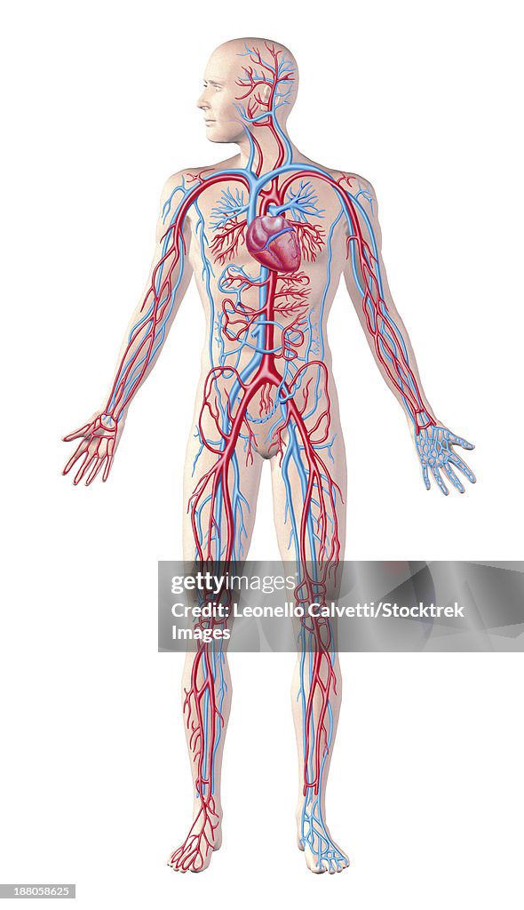 Anatomy Of Human Circulatory System High-Res Vector Graphic - Getty Images