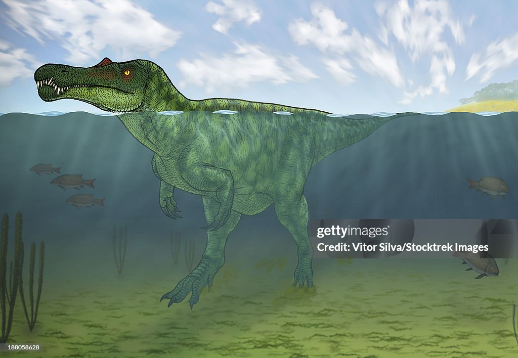 Baryonyx swimming amongst some Lepidotes fish.