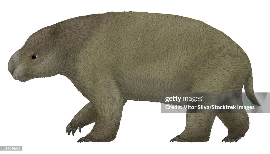 Diprotodon, the largest know marsupial from the Pleistocene of Australia.