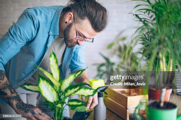 man potting a new house plant in his home garden - dumb cane stock pictures, royalty-free photos & images