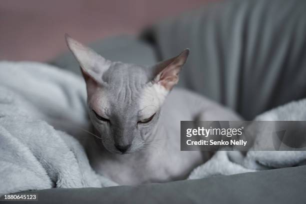 gray domestic sphynx cat in a blanket close-up - ugly cat ストックフォトと画像