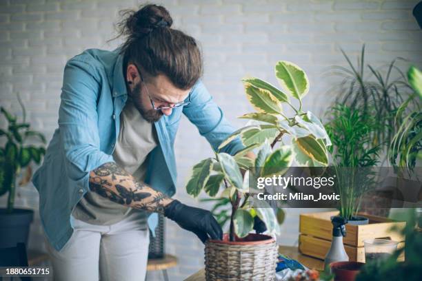 watering my house plants - dracaena houseplant stock pictures, royalty-free photos & images