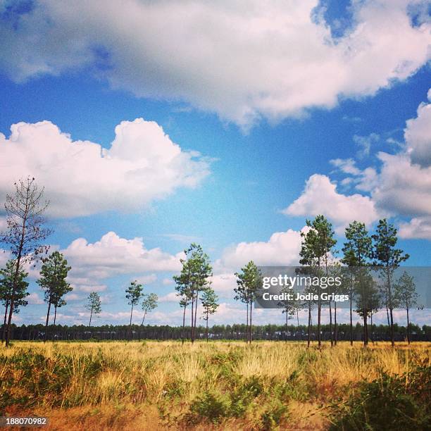 tall trees & grass land beneath large white clouds - hossegor photos et images de collection