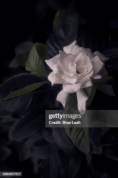 gardenia at night - gardenia stock pictures, royalty-free photos & images