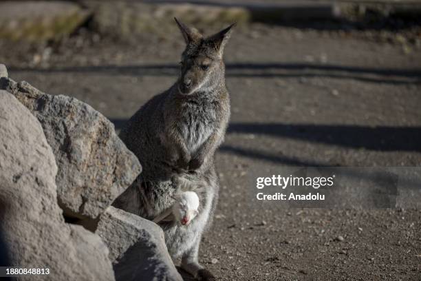 Kangaroo gives birth to an albino baby at Sincan Zoo in Ankara, Turkiye on December 25, 2023.