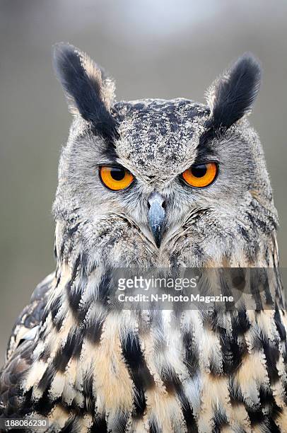 Portrait of an Eurasian Eagle-Owl at the Barn Owl Centre in Gloucestershire, England, on April 8, 2013.