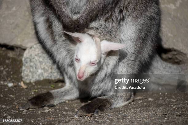 Kangaroo gives birth to an albino baby at Sincan Zoo in Ankara, Turkiye on December 25, 2023.