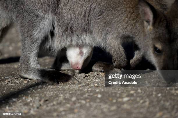 Kangaroo gives birth to an albino baby at Sincan Zoo in Ankara, Turkiye on December 25, 2023.