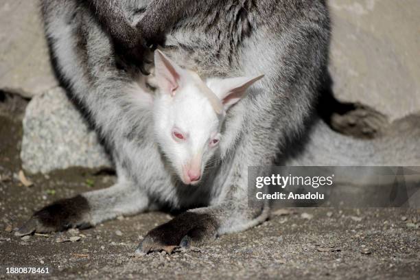 Kangaroo gives birth to an albino baby at Sincan Zoo in Ankara, Turkiye on December 25, 2023.