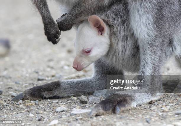 Kangaroo gives birth to an albino baby at Sincan Zoo in Ankara, Turkiye on December 25, 2023.