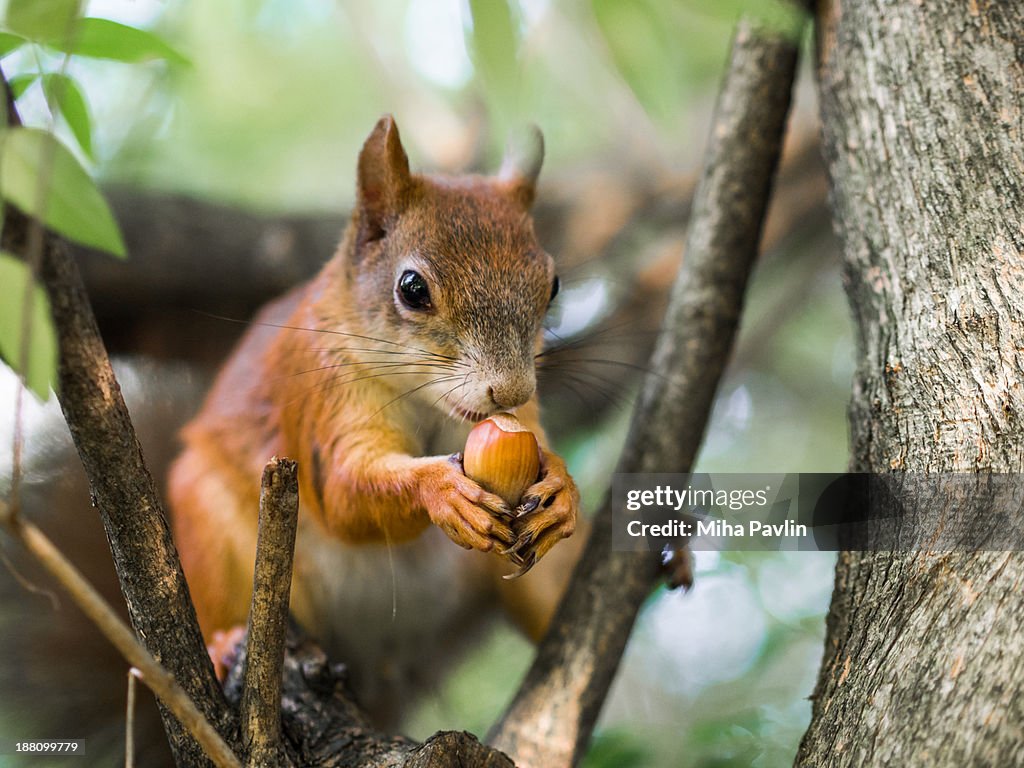 Squirrel eating hazelnut in Tivoli park