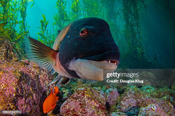 sheephead6nov3-23 - wrasses stock pictures, royalty-free photos & images