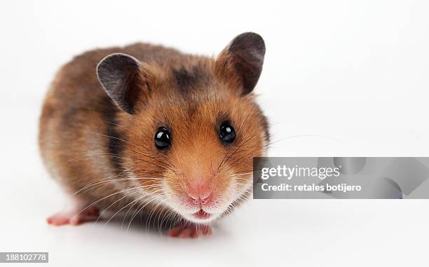 hamster looking at camera - schnurrhaar stock-fotos und bilder