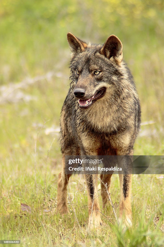 Iberian wolf