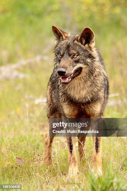 iberian wolf - iñaki respaldiza stock pictures, royalty-free photos & images