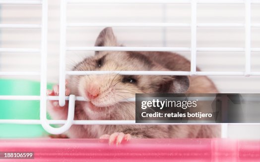 Hamster Biting The Bars Of The Cage High-Res Stock Photo Getty
