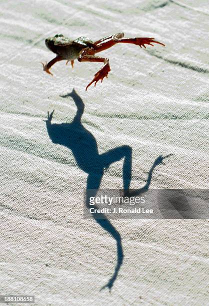 me and my shadow - frog jump stock pictures, royalty-free photos & images