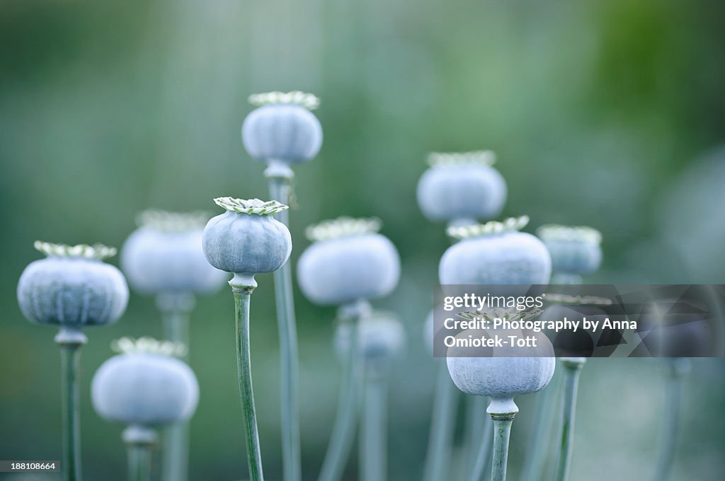 Poppy Seedheads