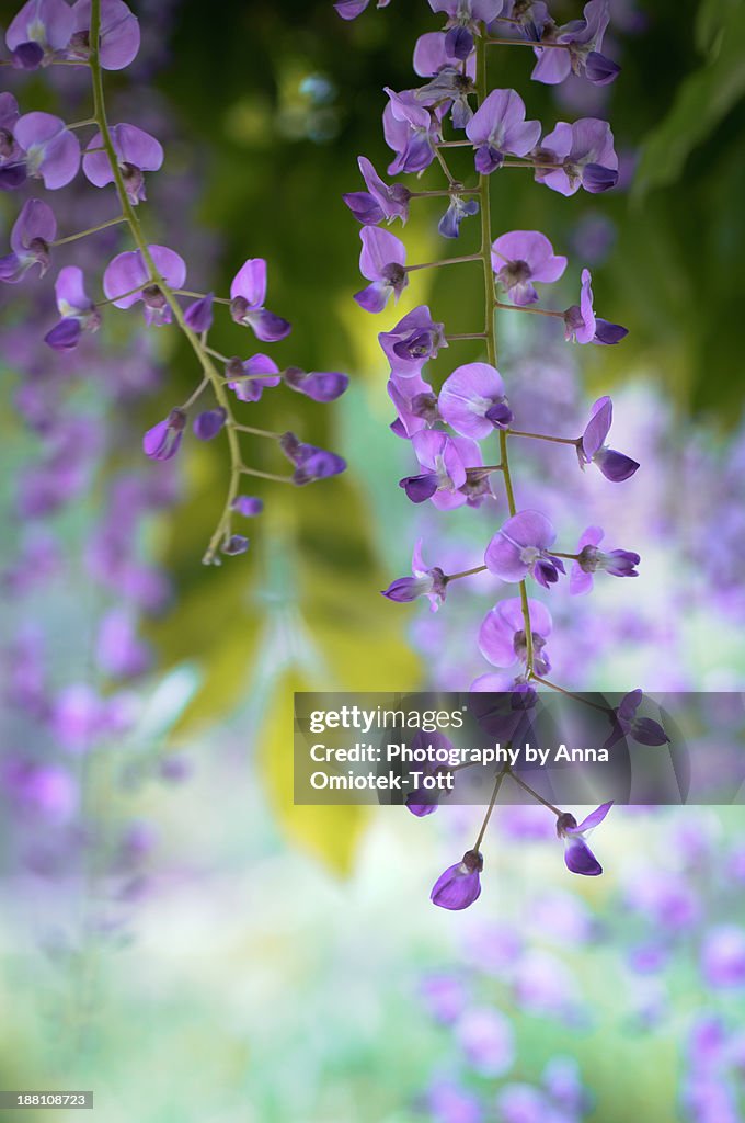 Wisteria