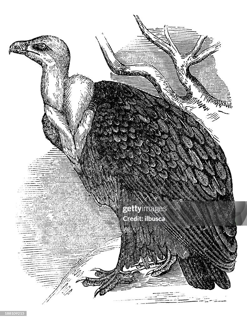Antique illustration of Griffon Vulture (Gyps fulvus)