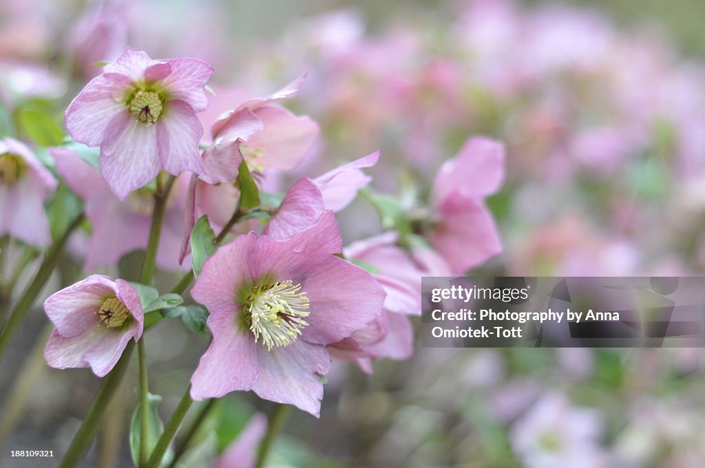 Helleborus