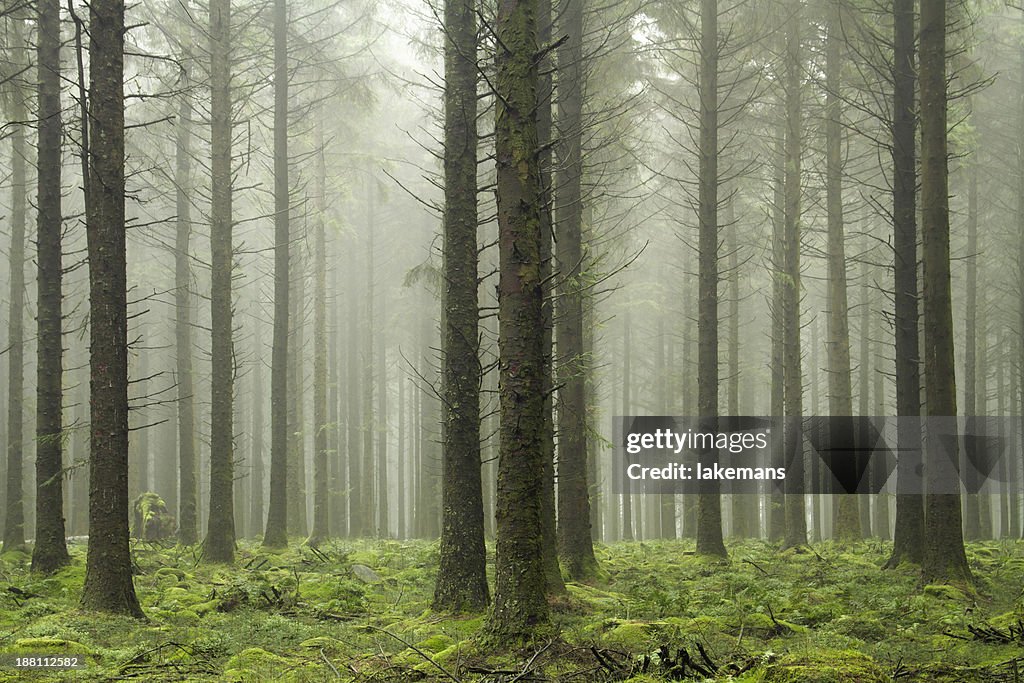 Bellever forest, Dartmoor