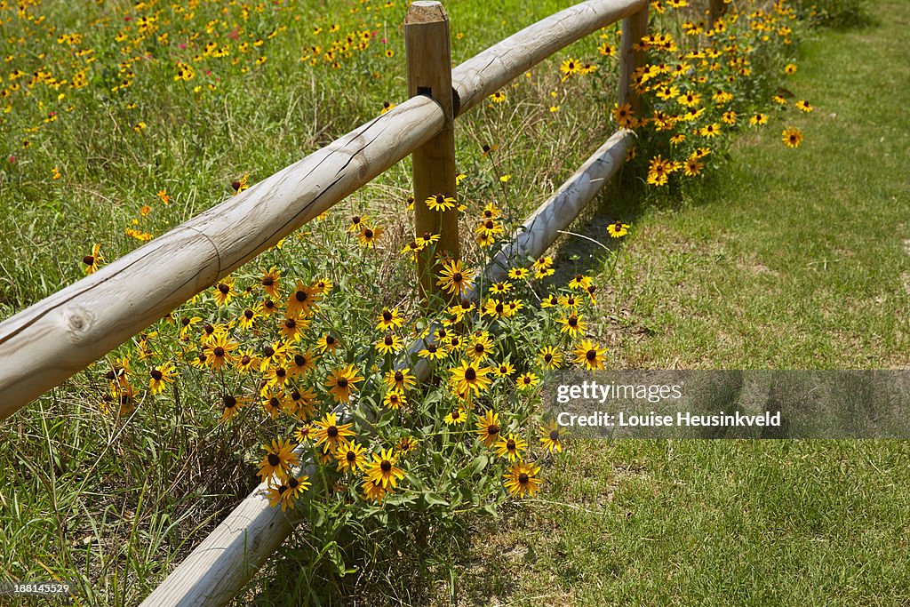 Rail fence and black-eyed susans