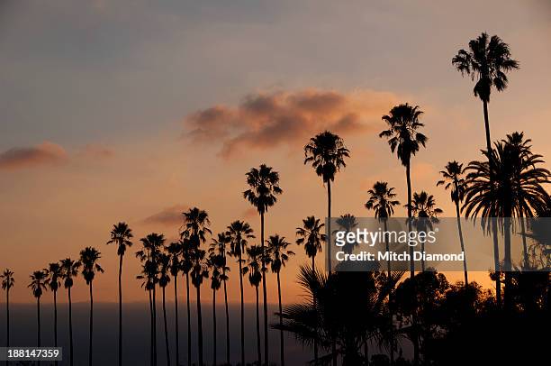 california palms - low angle view of silhouette palm trees against sky stock pictures, royalty-free photos & images