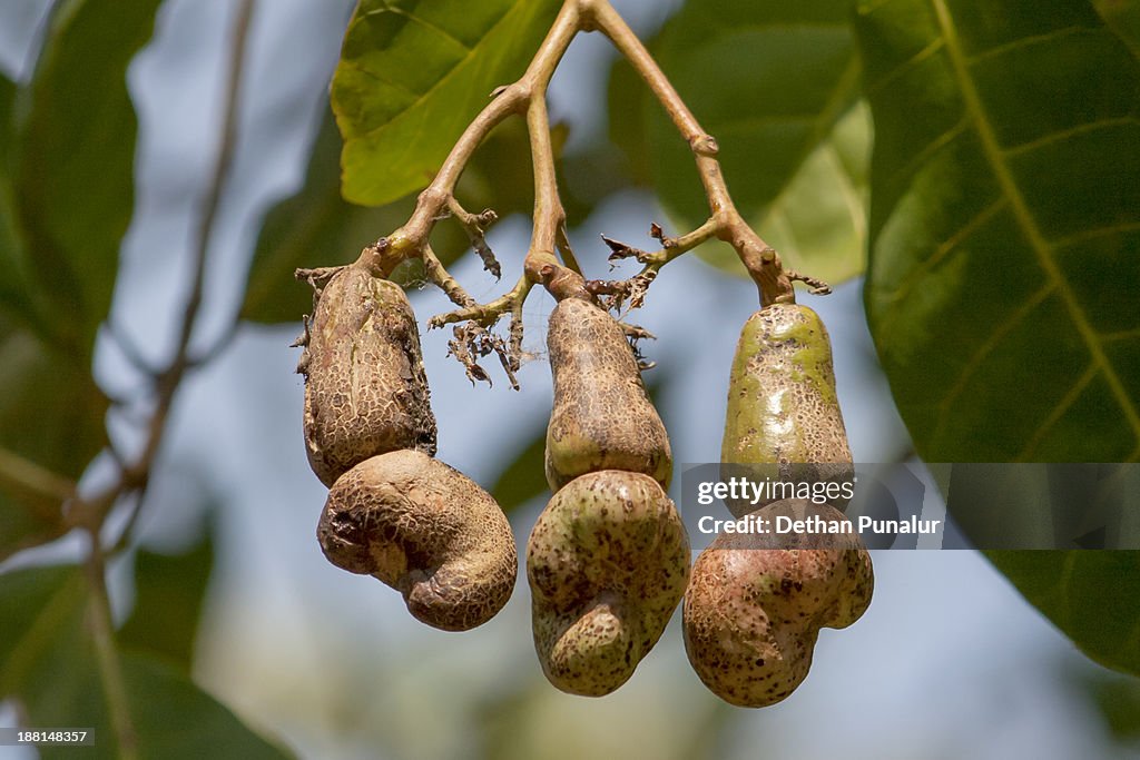 Cashew Nuts in a cashew tree.