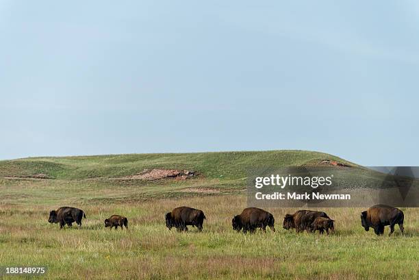 bison herd - american bison stock pictures, royalty-free photos & images