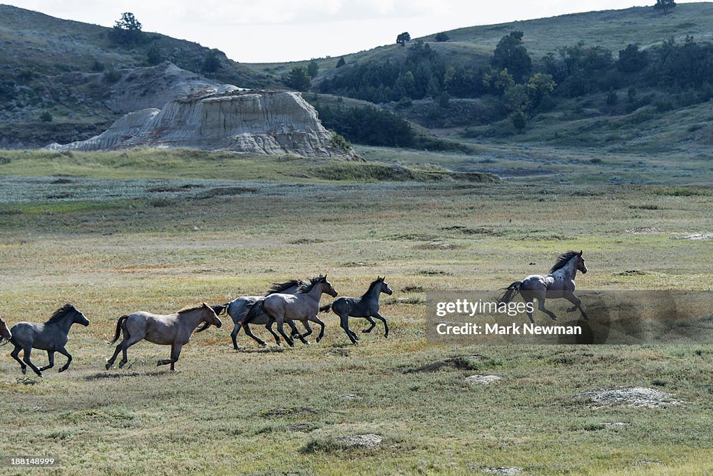 Wild Horses Stampeding