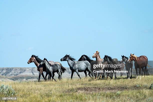 wild horse in theodore roosevelt nat'l park - mustang stock-fotos und bilder