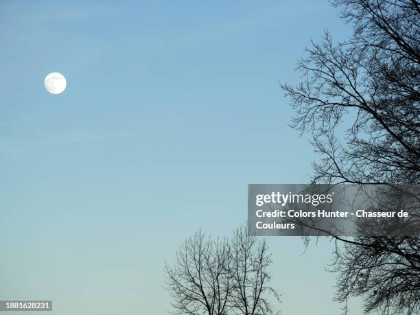 pale blue sky with the moon and the branches of a tree in evian-les-bains, haute-savoie, france - the lunar tree photos et images de collection