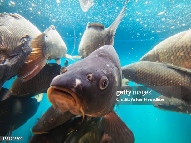 carp fishes in aquarium - karper stockfoto's en -beelden