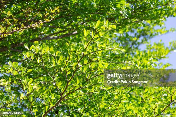 Balse Tree 719 Balsa Tree Stock Photos, High-Res Pictures, and Images - Getty Images