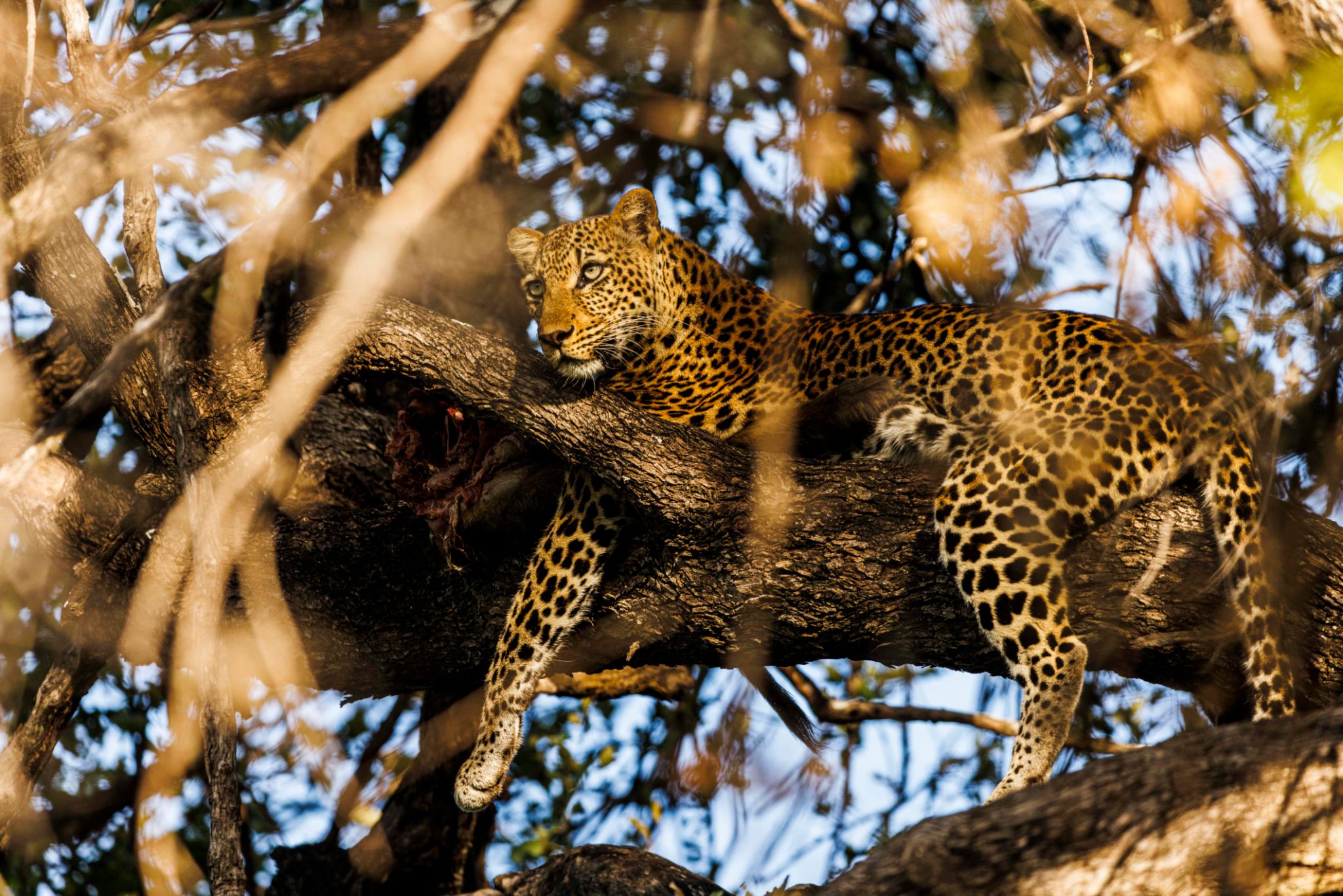 Leopard lazing in a tree in Zambia Leopard lazing in a tree in Zambia
