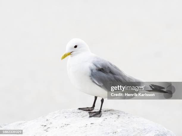 black-legged kittiwake (rissa tridactyla) - kittiwake stock pictures, royalty-free photos & images