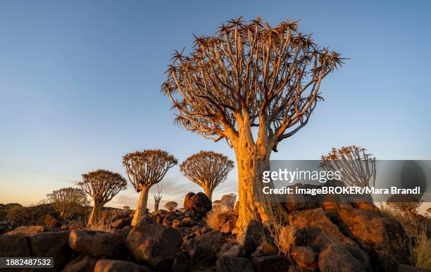 quiver trees (aloe dichotoma) in the quiver tree forest at sunset, keetmanshope, kharas, namibia, africa - quiver tree stock pictures, royalty-free photos & images