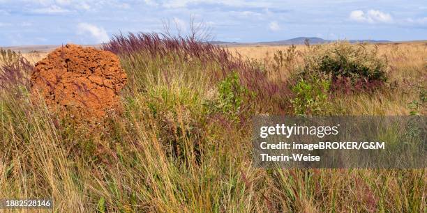 serra da canastra landscape with melinis minutiflora herbs, capin melao, and termite mound, minas gerais, brazil, south america - isoptera stock pictures, royalty-free photos & images