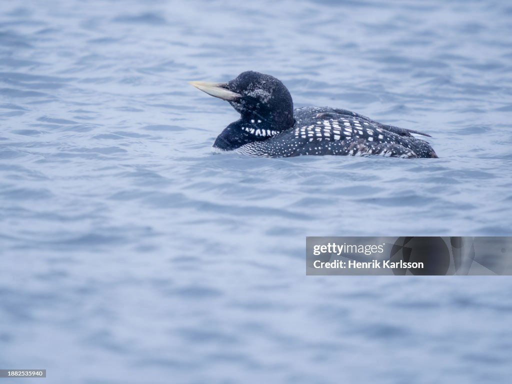 Yellow-billed loon (Gavia adamsii) swimming