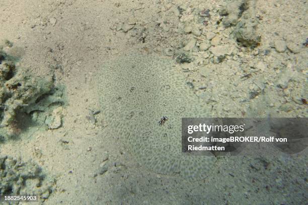 well camouflaged finless sole (pardachirus marmoratus) in the sand. dive site house reef, mangrove bay, el quesir, red sea, egypt, africa - moses sole stock pictures, royalty-free photos & images